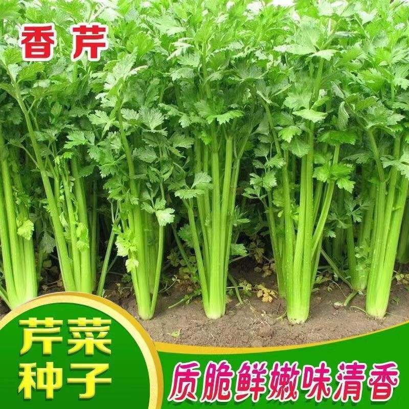 Four Seasons Small Parsley Seeds Celery Seeds Rich Fragrance Solid Celery Seeds Four Seasons Sowing Farm Vegetable Seeds