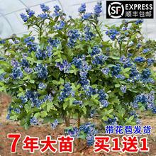 {ݮϷNֲԎļ۴W᠖{ݮ