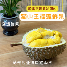 猫山王榴莲批发直邮马来西亚进口黑刺树熟榴莲新鲜水果自然熟落