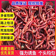 蚯蚓活饵大号散装盒装 红蚯蚓  饵料 鱼饵 钓鱼 大平二号种苗