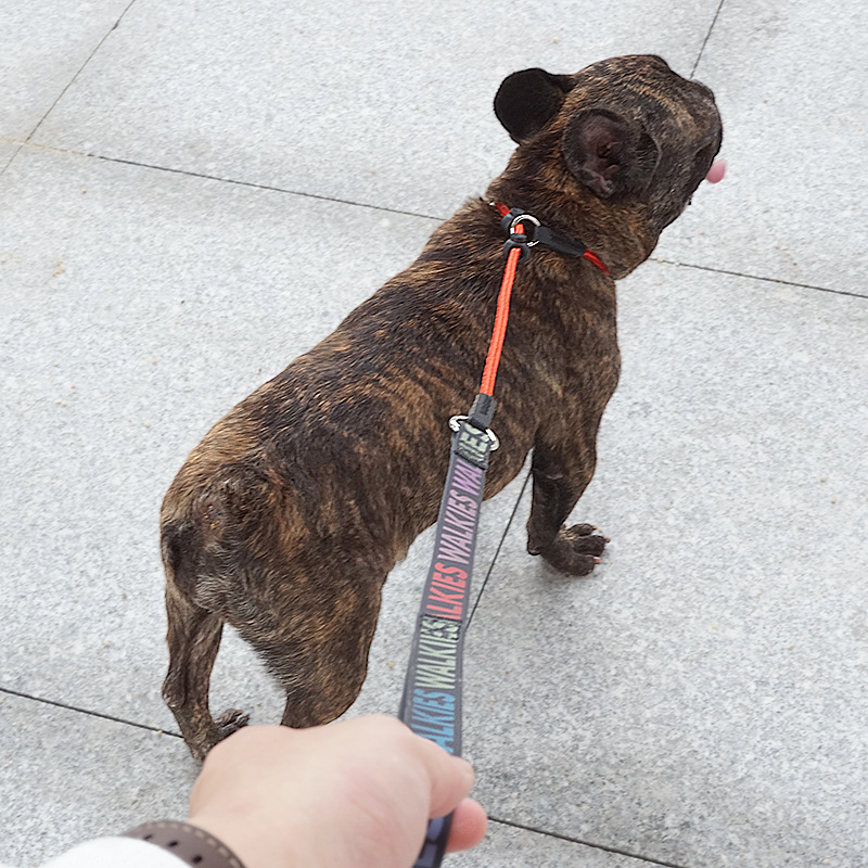 PetP chain P letter rope dog training supplies dog leash walking rope puppy chain small dog chain medium large dog chain