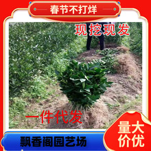 ��Ʒ�N��Ƥ�۽��� ����һ̖��������������� �޽ӟo���۽��Ә���