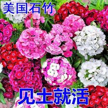 耐寒花卉种子石竹花种子初吻五彩石竹欧石竹重瓣草坪矮生四季开花