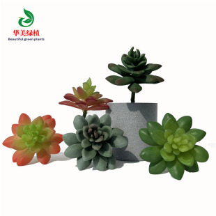 ������� ��������ֲ��С��ʯɏ�� �ҾӾGֲ�M�������b���Ļ��^