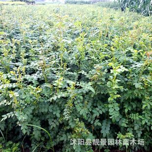 �������� ���|�S��õ�� �����ͺ��G�h�^�������S��õ�ع�������