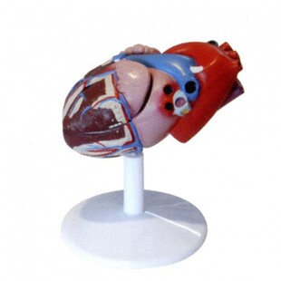 �О��t�� ��Ȼ�����K���ʸ����B���}Ѫ��B���ʳ�ѭ�hϵ�y�ăȿ�