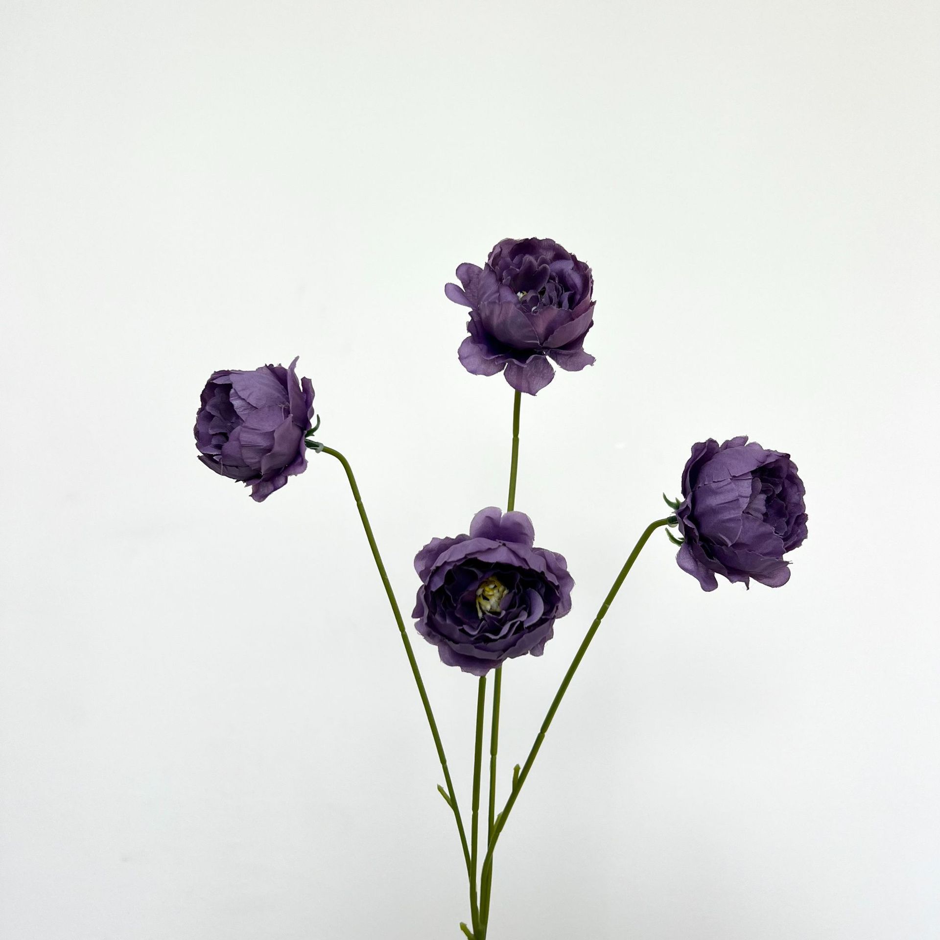 Pequeña peonía púrpura oscura y exquisita