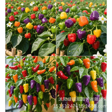 ��ʳ��С�����߲ʽ�С���콷��ʽ����Ԙ����̨��ʎ����҃ȾGֲ