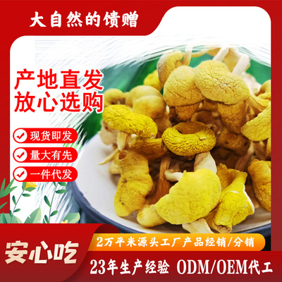 Northeast bulk Golden Mushroom Elm yellow mushroom Mushroom Soup packages dried food wholesale Chanterelles Chanterelles