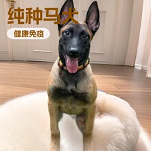 纯种爆红马犬幼犬活体狗狗比利时牧羊犬护卫犬工作犬宠物幼崽小狗
