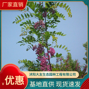 ���Դ�������1-20�����㻨�� �ϻ��� �t����