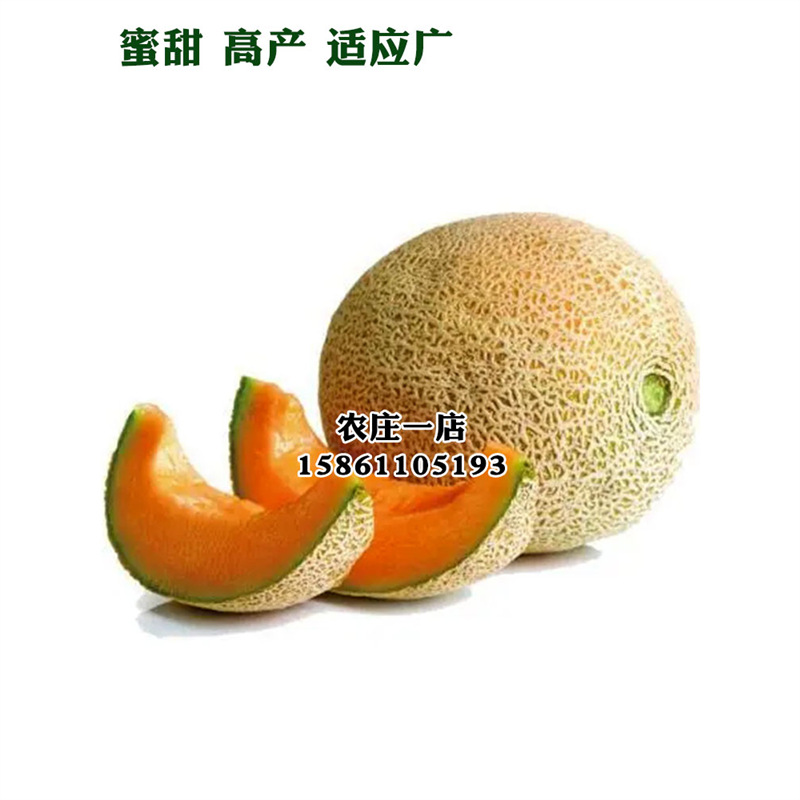 哈密瓜种子瓜种大全香瓜甜瓜西瓜新疆哈蜜瓜瓜果蔬菜种籽孑苗南方