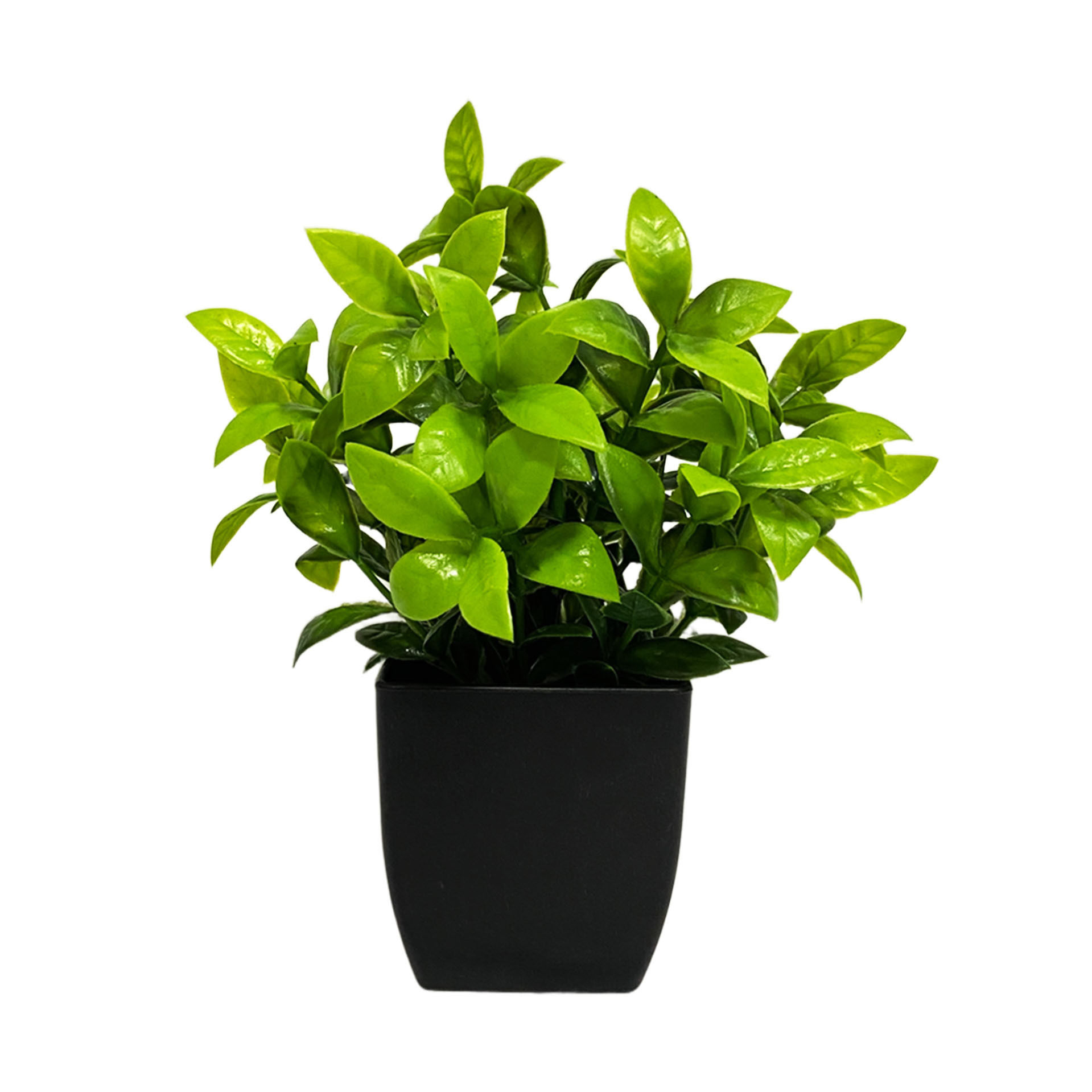 강을 건너 용화분-검은화분 21cm