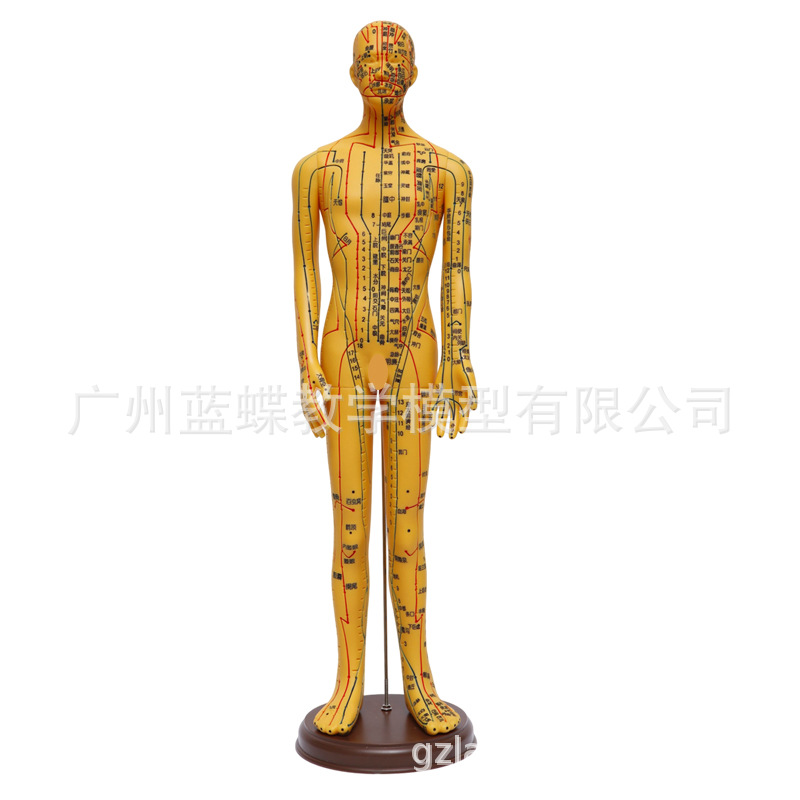 �������ģ���˾���Ѩλ��ҽȫ��ʮ��ͭ��ģ��ͼ��������ϰСƤ��