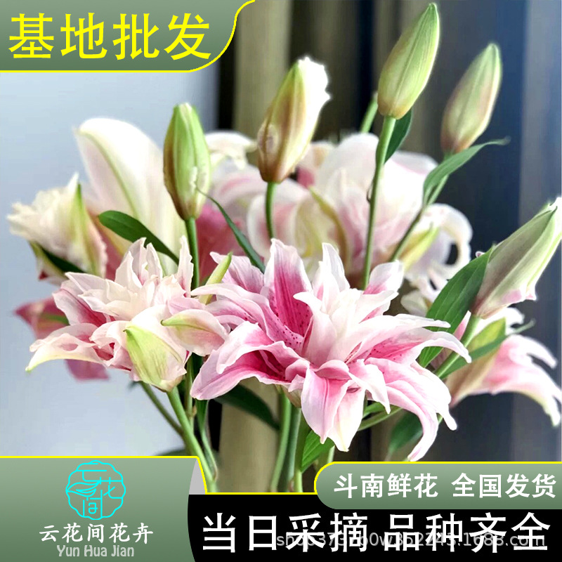 重瓣香水百合鲜花云南基地直发新鲜百合带花苞家用 水养真花花束