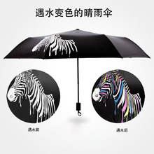 8K趣味遇水变色斑马雨伞黑胶防晒防紫外线遮阳伞男晴雨两用伞批发