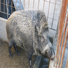 野猪价格多少钱一斤 纯种野猪苗批发 生态散养二代商品野猪肉质好