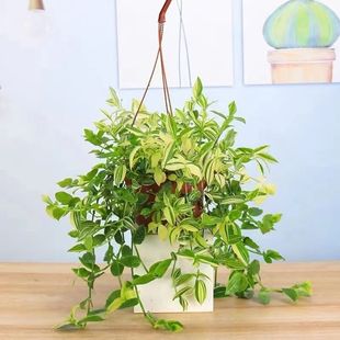Blue and White Jade Oil Painting Chlorophytum Hydroponic Soil Culture Is Easy for Lazy People to Feed Indoor Balcony Green Plants Chlorophytum Potted Flower Plants