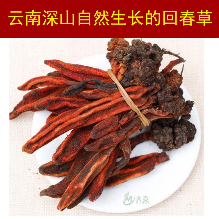 回春草云南深山野回春草不老草男性顶天柱泡酒料药材