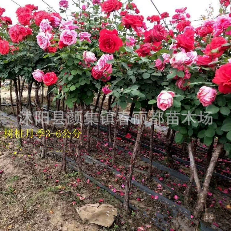 Оптовая продажа: высокое розовое дерево из Цзянсу с крупными цветами для украшения дворов и вилл, цена на цветочные композиции