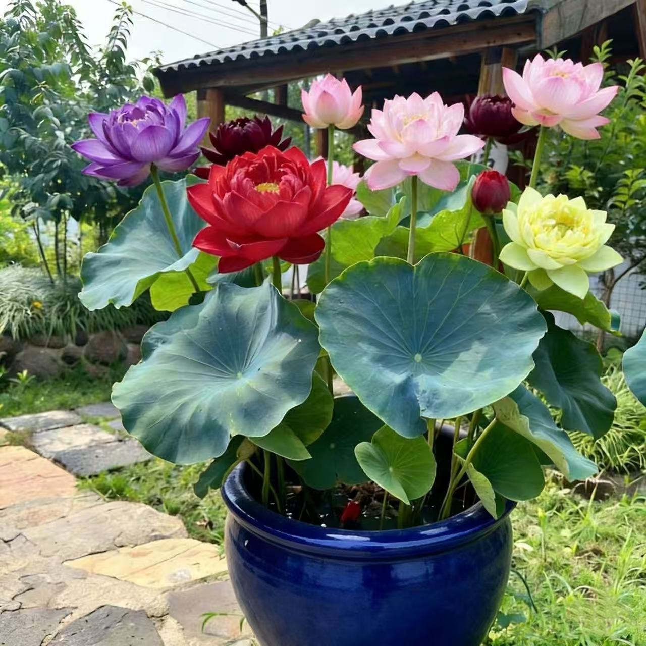 四季池塘大型荷花种藕苗水养盆栽荷塘莲藕种苗观赏荷花种根莲花苗