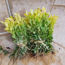 ���S��ѿ���硿����猎���S���S��ѿ�㽭�����