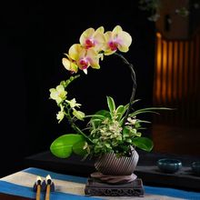 桌面禅意花盆陶罐切口中式盆新款创意多肉文竹发财树紫砂陶瓷花盆