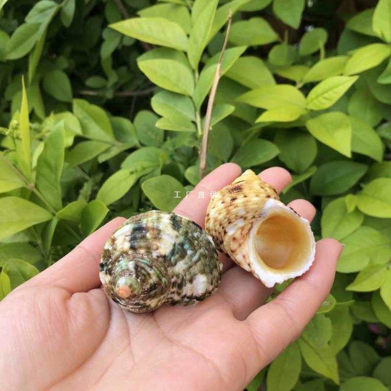 Organic snails