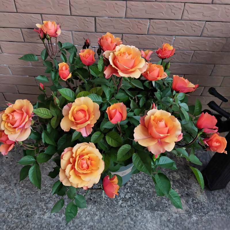 Dropshipping of the Eternal Epasuo Rose Flower Seedlings Potted Balcony Courtyard Four-Season Flowering Green Plants