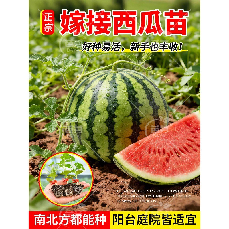 Grafted Watermelon Seedlings 8424 Kirin with Soil, Seedless Meidu Lazy Early Spring Red Jade Balcony Potted Vegetable Seedlings
