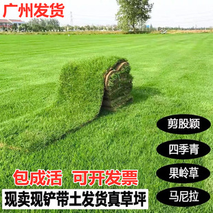 Guangzhou Greening Turf Project Real Lawn with Soil Evergreen Taiwan Grass Manila Courtyard Garden House