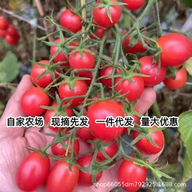 植物性饲料;其他水果