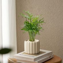 袖珍椰子盆栽办公室内桌面好养耐阴植物四季常青小绿植净化空气