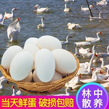 农家鹅蛋6枚80-100g当天鲜蛋土散养鹅蛋笨新鲜
