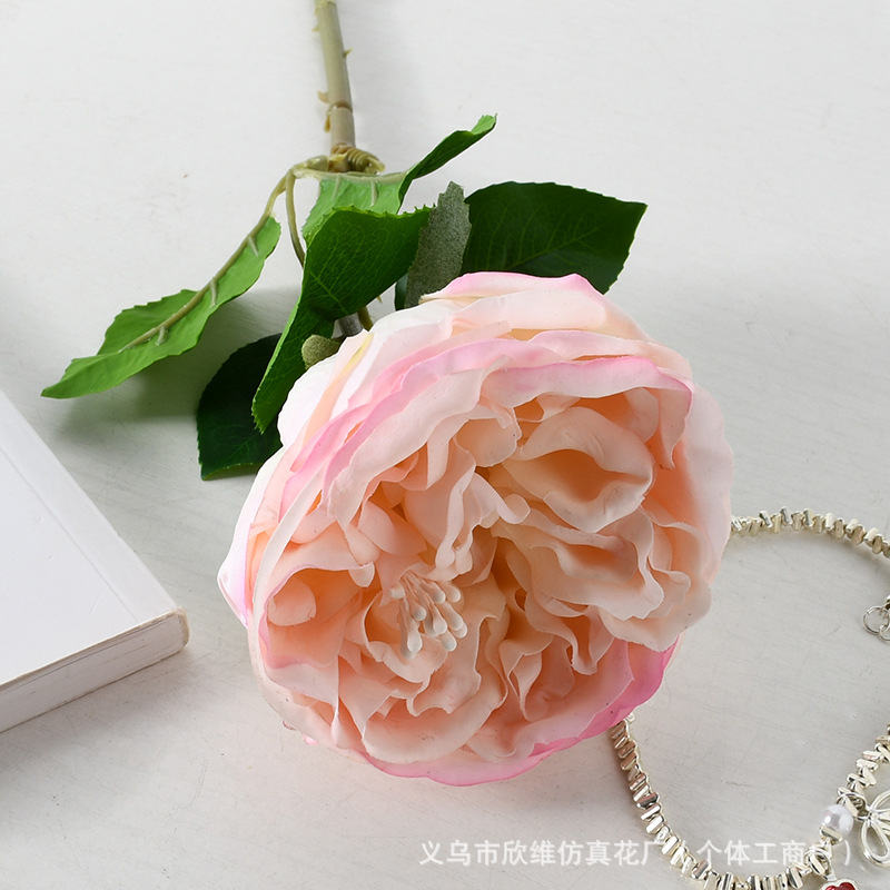 奥斯汀玫瑰粉边
