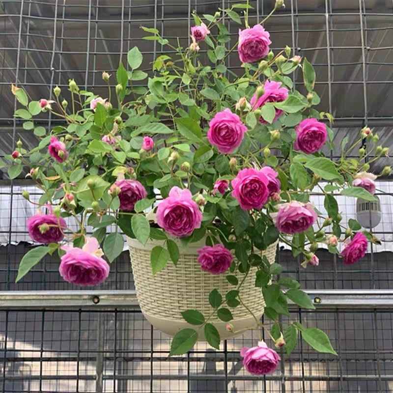 Дропшиппинг рассады роз Дяди Мэгги, цветущих роз, горшечных цветов, вьющихся растений, розовых саженцев и зеленых растений.