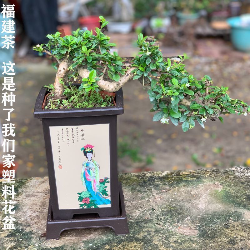 罗汉松 榕树 清香木福建茶 雀梅  榔榆 九里香  榕树盆景盆栽