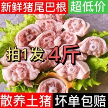 【顺丰包邮】新鲜猪尾根猪尾巴圈猪尾骨猪尾巴头有肥有瘦猪尾根