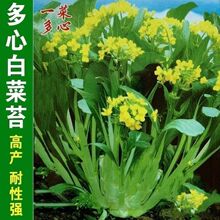 ���Ӷ��O���������̦о�N�Ӱײ�̦�N���r���߲˷N��