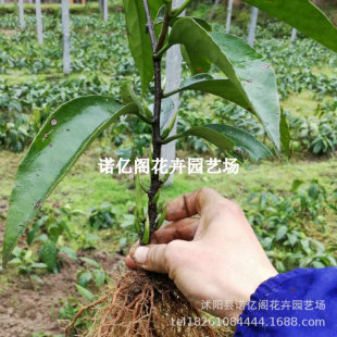 ���ϻ��粼���ȴ�Ѫ�ٹ����箔��Y�������ϱ����ļ��Nֲ���Ե���