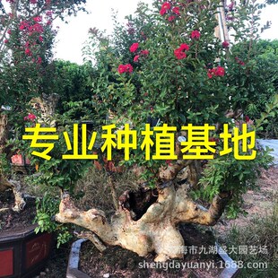 �������l������ޱ�� ��ޱ�䘶 ��ޱ�Ř� ��ޱ�辰�Ϙ� ��ޱ����