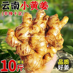 2025正宗云南小黄姜5斤新鲜生姜现挖高山沙姜老嫩姜土姜蔬菜包邮