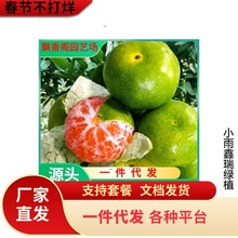 德庆皇帝柑桔子苗贡柑橘砂糖桔橘子苗嫁接果树苗盆栽地栽当年结果