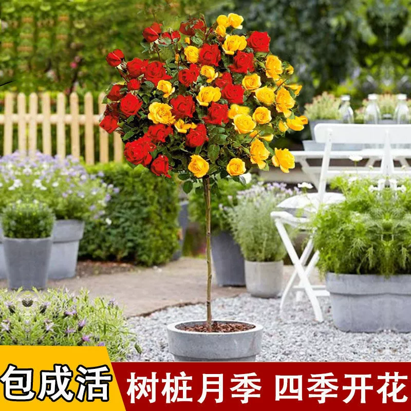 [Four Seasons Flowering] Леденец в форме пня Роза Рассада Очень большой цветок в горшке Розовое садовое цветочное растение