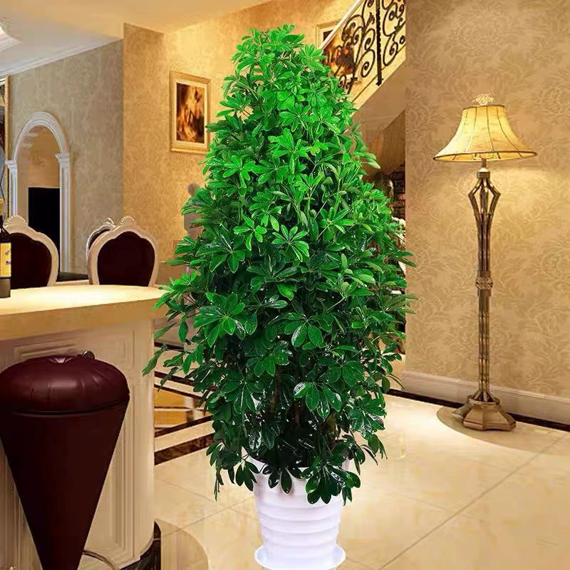 Большая в горшке утиная лапка деревянная восемь квадратных Laicai гусиный пальмовый лист растение гостиная Крытый Дом открытие цветочные украшения