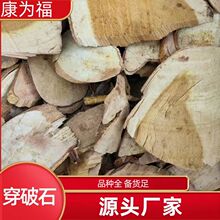穿破石 金蝉 川破石 地锦根 中药材穿破石 代打粉 各种冷背