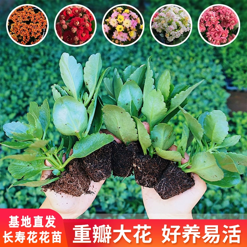 Саженцы цветка каланхеи в горшках с крупными цветами с двойными лепестками, очень большого размера, цветущие в любое время года, маленькие саженцы, устойчивые к холоду и простые в выращивании, саженцы цветка каланхеи.