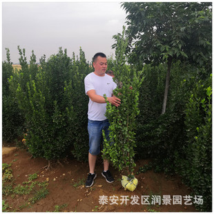 ����������һ�׸ߘ��� �������S�����r�� ̩���������������