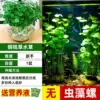 [Selected varieties with tall and tall plants] Large-leaf copper money grass for fish tanks*1 (pot not included)