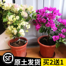 三角梅盆栽绿樱带花卉植物室内花苗重瓣老桩好养易活阳台四季开花